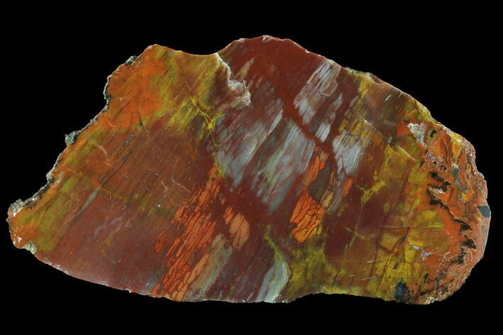 Vibrantly Colored, Polished Petrified Wood Section - Arizona #95071